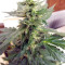 Sweet Mango Auto (GHS)
