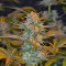 Jack 47 F1 Fast Version feminized seeds