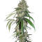 Chocolope (DNA Genetics)