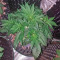Graines féminisées de GG#4 Original Glue Auto (Fast Buds)