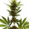 Northern Light (RQS)
