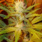 White Caramel Cookie feminized seeds