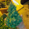 Auto American Pie (Pyramid Seeds)
