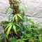 Blue Amnesia XXL Autoflowering feminized seeds
