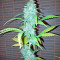 Diesel Seeds (Dinafem Seeds)