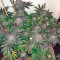 Kush`N`Cheese Seeds