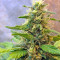 Graines de cannabis Northern Light X Skunk (World of Seeds)
