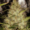Pure AK fem (Female Seeds)