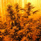 Royale Haze (Dinafem Seeds)