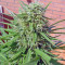 Graines de cannabis Green Poison (Sweet Seeds)