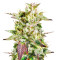 Caramelo Regular (Delicious Seeds)