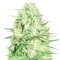 Honey Rock Seeds