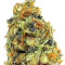 Graines de cannabis K.O. Kush (Heavyweight Seeds)
