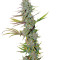 Semillas feminizadas LA Confidential (DNA Genetics)