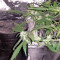 Afghan Kush X Black Domina (World of Seeds)
