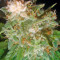 Pato #1 (Kannabia Seeds)