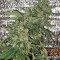 AK-47 Seeds