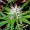 Arjan's Ultra Haze #2 (Mango Haze AUH#2) (GHS)