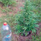 CBD Auto Compassion Lime feminizada
