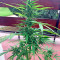 Critical + Autoflowering feminized seeds by
