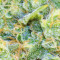 Graines de cannabis Medical 49 CBD+ (Vision Seeds)