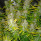 Royal Creamatic Auto (RQS)