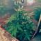 Graines de cannabis King’s Kush Auto (GHS)