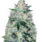 Auto White Widow feminized seeds