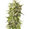 Bubba Kush Auto (Humboldt Seeds Organization)
