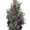 Californian Orange feminized seeds