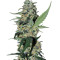 Graines de cannabis Green Poison (Sweet Seeds)