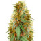 Graines de cannabis Medical 49 CBD+ (Vision Seeds)