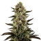 White Widow feminized seeds (Dinafem)