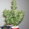 Speed Devil #2 Auto Seeds