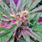 Afghan Kush X Black Domina (World of Seeds)