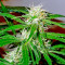 Arjan's Ultra Haze #2 (Mango Haze AUH#2) (GHS)