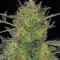 Semi femminizzati CBD-Chronic