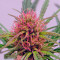 ComPassion feminized seeds