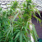 Purple Paro Valley Seeds