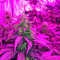 Short Rider Automatic Seeds