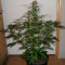 Graines de cannabis Super Skunk Auto (Vision Seeds)