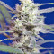 Crystal Candy Auto Seeds
