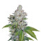 White Berry feminized seeds (VIP Seeds)