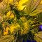 Flowerbomb Kush (Strain Hunters)