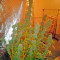 Graines de cannabis Ice regular (Nirvana Seeds)
