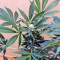 Karibbean Mango (Kannabia Seeds)