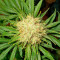 Graines de cannabis La Blanca (Kannabia Seeds)