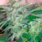 Graines de cannabis Papaya regular (Nirvana Seeds)