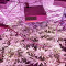 White Widow feminized seeds (Dinafem)