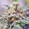 CBD Critical Cure Seeds
